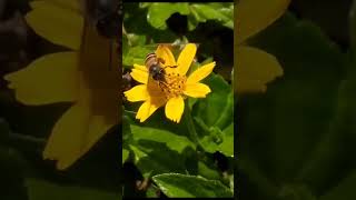 Download lagu ᭚ᬜᬯᬦ᭄‌᭟ (Nyawan) Lebah #lebah Bee #bee Bees #bees 99 mp3