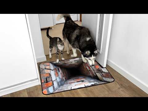 Watch Dogs and Cats React to Impossible 3D Rug