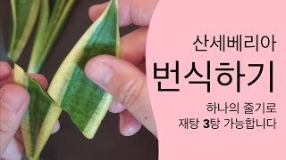 산세베리아 번식 | 산세베리아 꺽꽂이