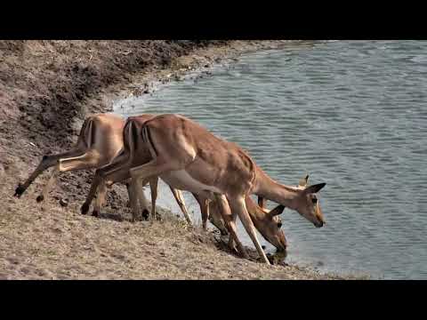 Djuma: Three Impala females get a drink  - 08:47 - 09/29/18