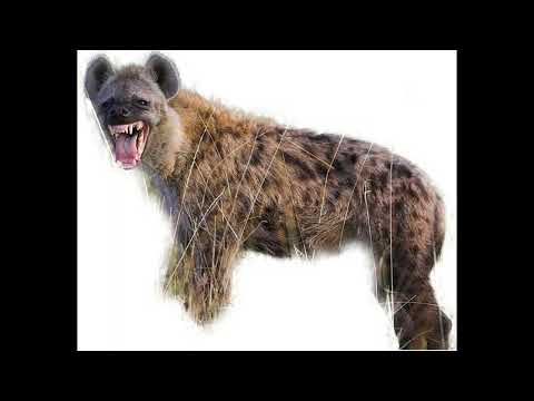 Vengan a ver mi selva