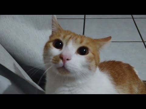 I PLAYED HIDE AND SEEK with my CAT and