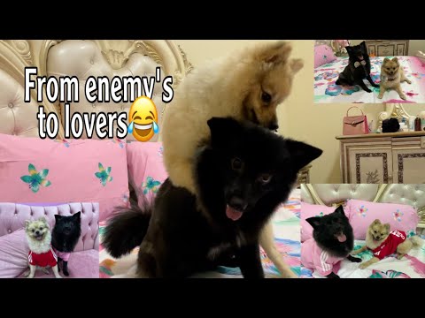 Pomeranian And Pomspitz Love Story😍❤️ / my dogs Habiba & Habib