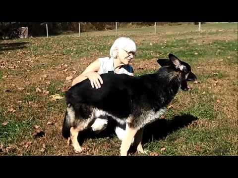 Gunner, an adopted German Shepherd Dog in Nashville, IN_image-1