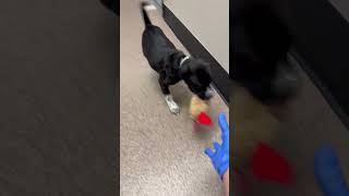 Video preview image #1 Labrador Retriever-Unknown Mix Puppy For Sale in Sanford, FL, USA