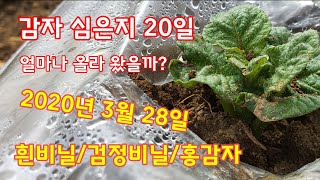 감자 재배과정 심은지 20일 감자키우기 성장일지