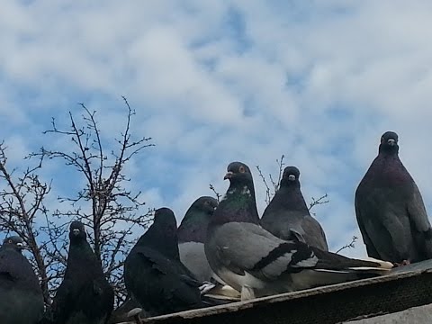 Утром 24 марта 2017 мои николаевские голуби