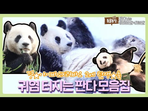 , title : '국내 최초 판다 2세 탄생 기념!! 귀여움 과다 섭취 ‘아이바오×러바오’ 영상 모음💖 I TV동물농장 (Animal Farm) | SBS Story'