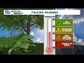 Falling iguanas during cold snaps: a chilling survival mechanism