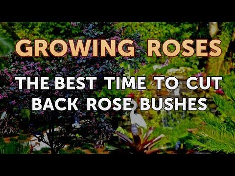 How to Take Care of a Mini Rose Plant