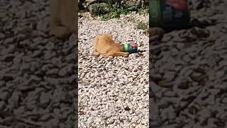 gatto-incastrato-in-un-barattolo-di-pomodori
