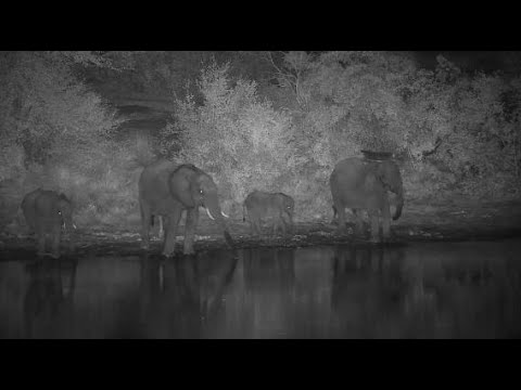 Djuma: Elephants come for short night time drink - 19:43 - 05/24/20