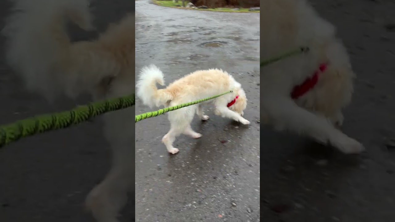 Enlarge Kylie, a ADOPTABLE Spinone Italiano in Bedford Hills, NY video 6/6