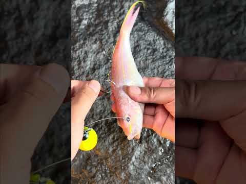 Kanama Smart Bait - Turn It On. Let It Swim.
