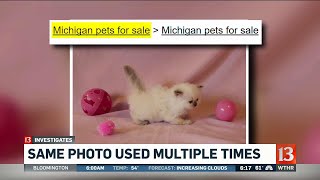 13 Investigates  Online pet scams