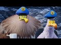 Angry Birds 2 - 14 augustus in de bioscoop, ook in 3D