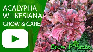 Acalypha wilkesiana - grow & care (Flamengueira)