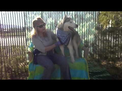 TITAN, an adoptable Siberian Husky in Valencia, CA_image-1