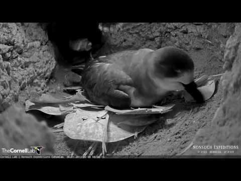 Male Bermuda Petrel Organizes the Nest After Health Check– Feb. 8, 2017