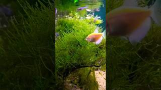 Download lagu inilah cara agar java moss tumbuh sehat.. #aquscape #aquarium #aquascapegallery #moss#ikanhias mp3