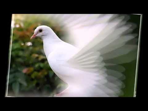 Yamaha Tyros 3 La Paloma