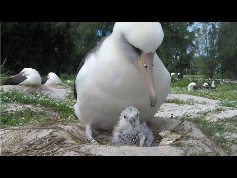 Wisdom the albatross, the world's oldest known wild bird, has had a chick at the age of at least 70.