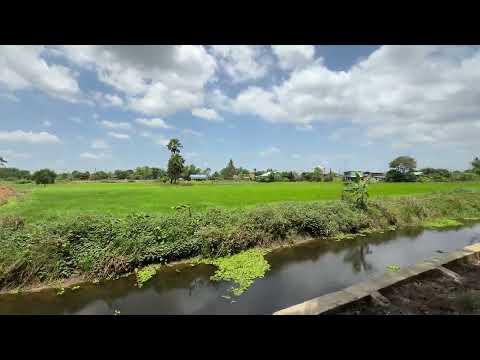 ขายที่ดิน นครชัยศรี – งิ้วราย จ.นครปฐม   เนื้อที่ 2 ไร่ 3 งาน 28 ตร.ว.   – รูปที่ 2