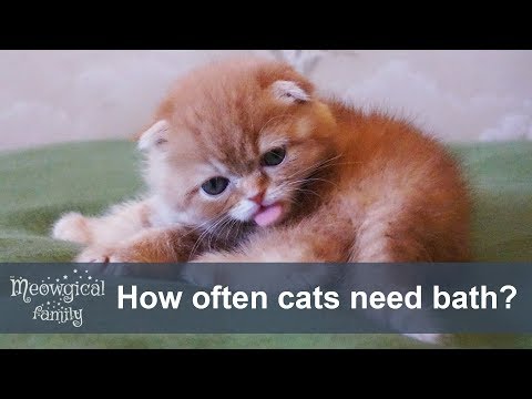 How often should I bathe my cat or sphynx cat?
