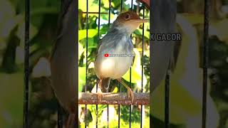 Download lagu Prenjak Betina Ngetir Panjang. Shorts# mp3