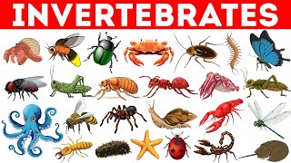 Invertebrates | Invertebrate Animals | Learn Animals Names in English | Educational Video for Kids