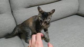 ニャルガクルガ