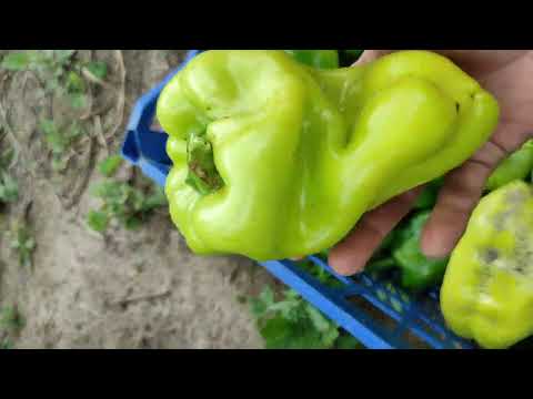 Супер способ выращивание рассады.Всё растет как на дрожжах. #баклажаны #перец #рассада