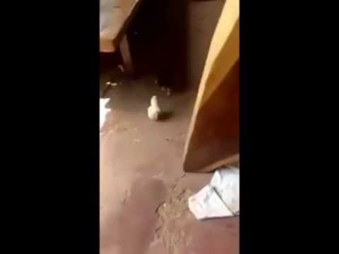 Mały ptasi kozak