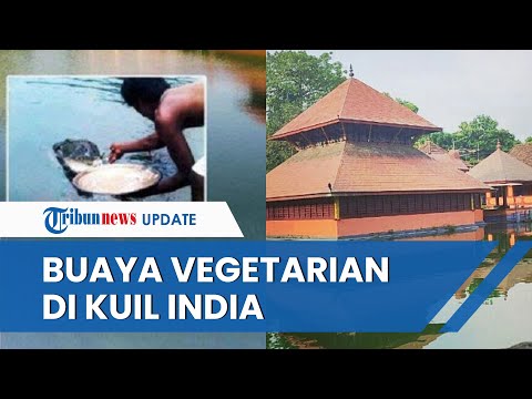 Babiya Buaya Raksasa Vegetarian yang Hidup di Kuil India Menjadi Sorotan Media Internasional