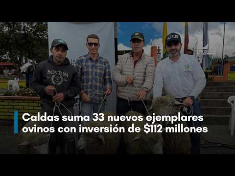 Marulanda (Caldas) fortalece su tradición ovina con 33 nuevos ejemplares: inversión de $112 millones