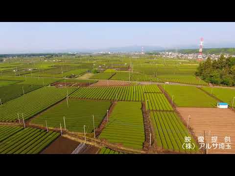 開運緑茶　茶の都入間市　狭山茶　茶畑ドローン映像