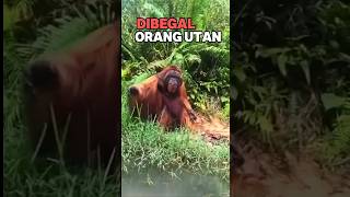 Download lagu Mugged by an orangutan #shorts #orangutan mp3