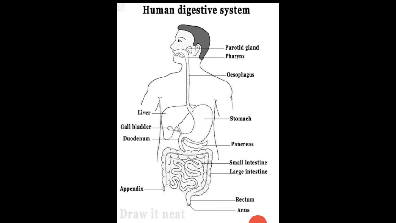 Human digestive  system Diagram
