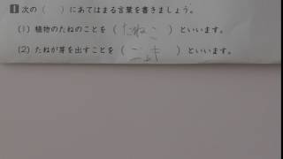 面白回答（Funny answer）　植物のたねのことを？