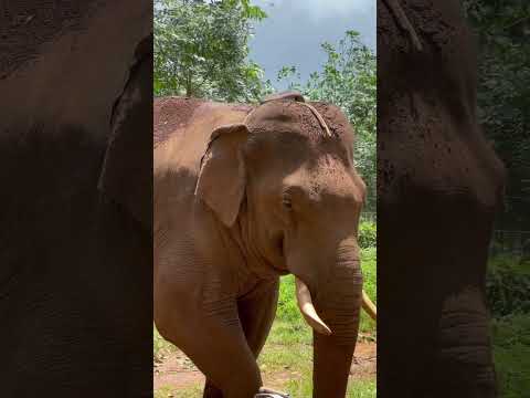 PT7 എന്ന കൊലയാളി part 2#reels #wildlife #viral #pt7 #instamood #forest#fun #malayalam #kerala