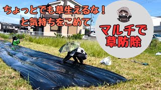 I put black mulch over the area where I cut the grass, hoping it won't grow back. [Black mulch] [...