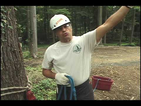 How to Fall a Back-leaning Tree Part 1