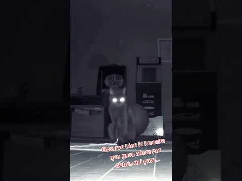 Lo visteee 🙀⁉️ #gato #orb #spirits #hauntedhouse #espiritu #aparitions #ghost #fantasma #casa #cat