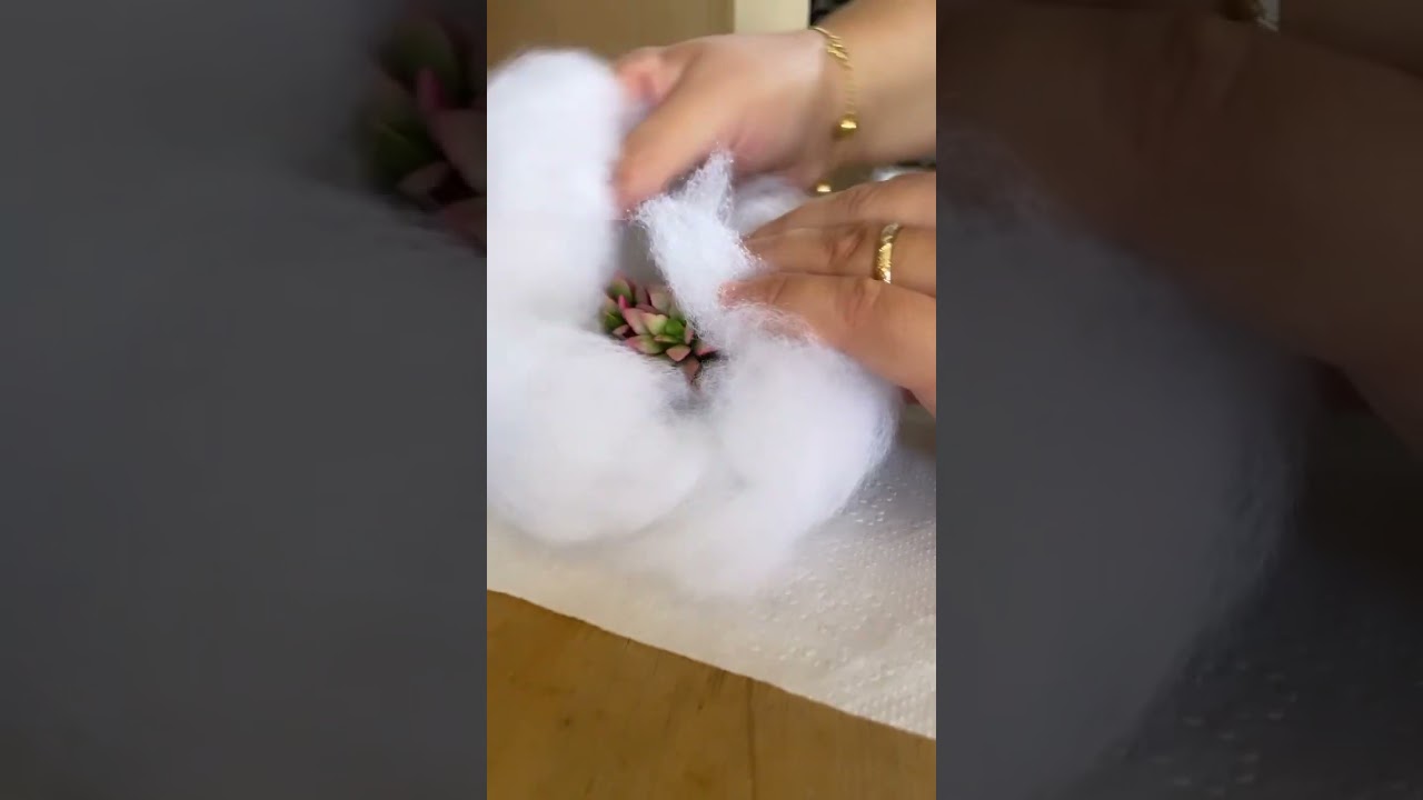 Embalando suculentas.                #cactus #plant #succulent #cactos #suculentas