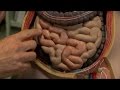Gut Reaction Pt 2 Gut Health Bacteria And Food