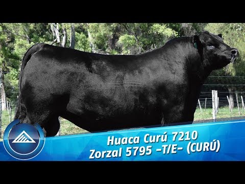 Huaca Curú 7210 Zorzal 5795 -T/E- (CURÚ)