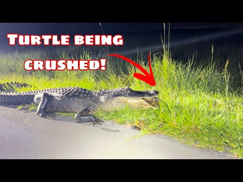 巨大なワニがカメを食べる!!