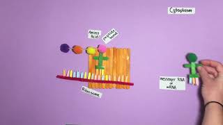 Polypeptide Synthesis Model