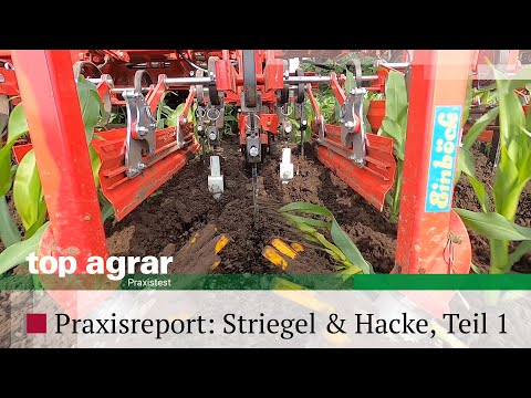 Videoreport: Erfahrungen mit Striegel und Hacke  Teil 1