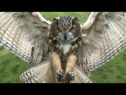 Arozin Sabyh - This World (New Official Video)